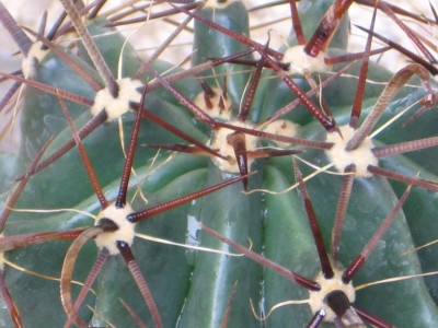 normal_ferocactus.JPG