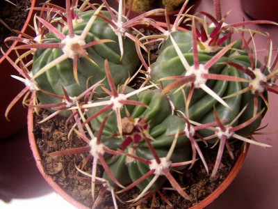 normal_ferocactus2%7E0.jpg