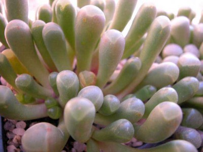 normal_festraria2.jpg