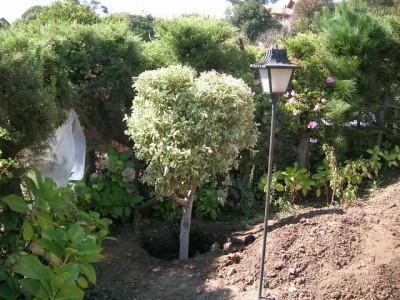 normal_ficus%20de%20d%EDa%20002.jpg