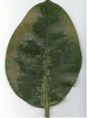 normal_ficus%20enfermo.JPG