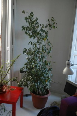 normal_ficus%257E0.jpg