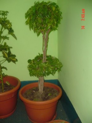 normal_Ficus_benajmina2.jpg