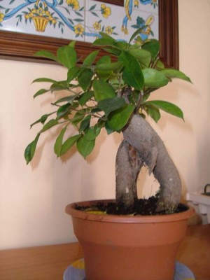 normal_ficusginseng.jpg