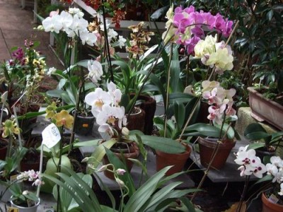 normal_fiestuqui%20de%20phal.JPG