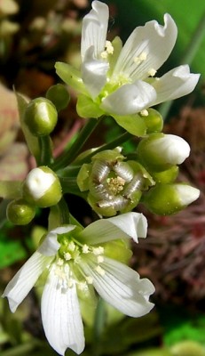 normal_flor%20003.jpg