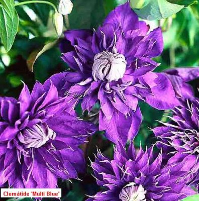 normal_flor%20azul%207.jpg