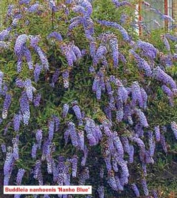 normal_flor%20azul%208.jpg