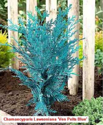 normal_flor%20azul%209.jpg