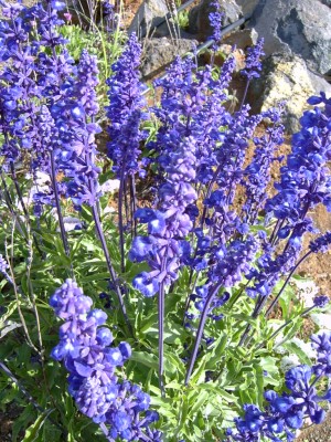 normal_flor%20azul.JPG