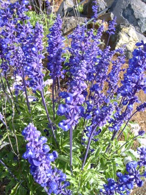 Plantas con flores azules y violetas: nombres y fotos