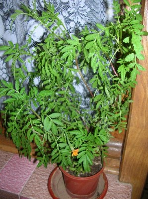 normal_flor%20cole%7E0.jpg