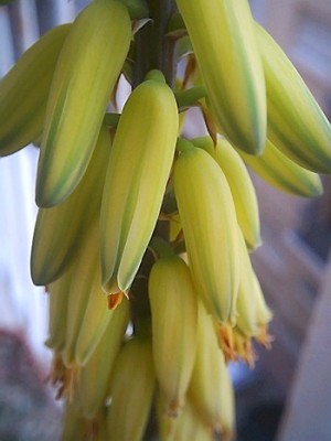 normal_flor%20de%20aloe%20vera.JPG