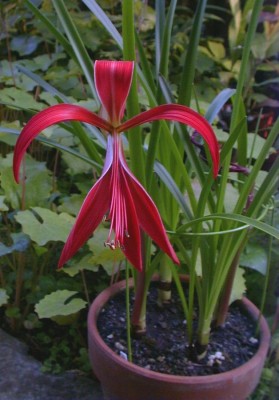normal_Flor%20De%20Lis.jpg