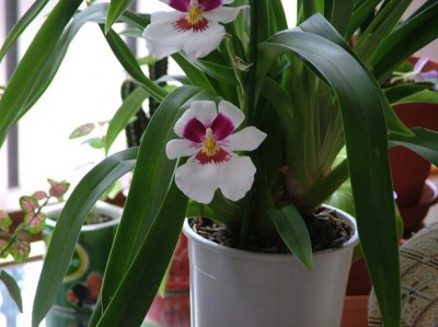 normal_flor%20de%20miltonia%202.JPG