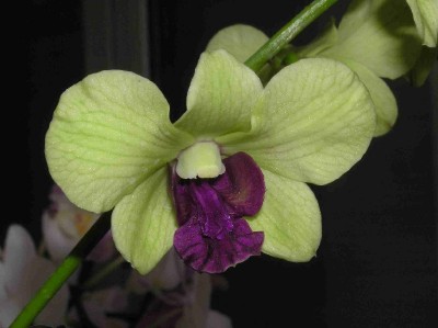 normal_Flor%20denbrobium.jpg