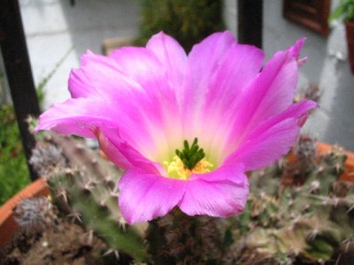 normal_flor%20desconocida.jpg