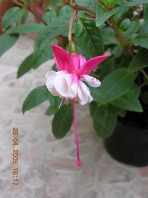 normal_flor%20fuchsia%20ok.JPG