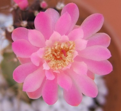 normal_flor%20gimnoinjerto.jpg