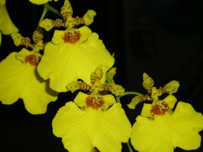 normal_Flor%20Oncidium%20Aloha.jpg