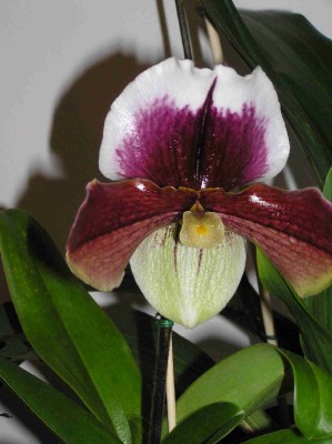 normal_flor%20paphio.jpg