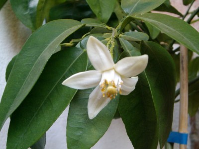 normal_Flor%20Pomelo2%7E0.JPG