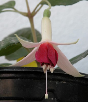normal_Flor01.jpg