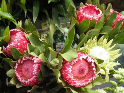 normal_Flor1.jpg