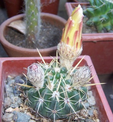 normal_flor_amarilla1.jpg