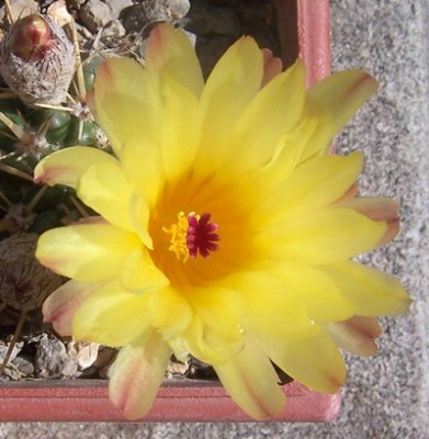 normal_flor_amarilla3.jpg