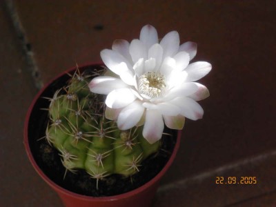 normal_flor_gymnocalycium.jpg