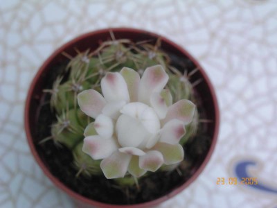 normal_flor_gymnocalycium2.jpg