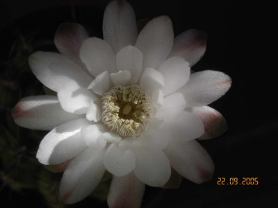 normal_flor_gymnocalycium3.jpg