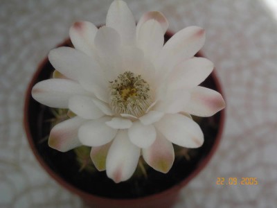 normal_flor_gymnocalycium4.jpg
