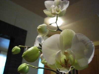 normal_Floraci%F3n%20phal%20blanca..jpg
