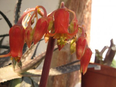 normal_FlorCrasaAnonima.JPG