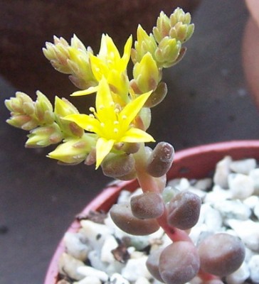 normal_flordecactus%2030.jpg