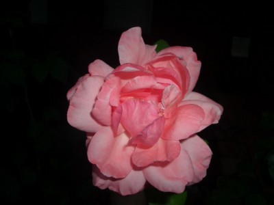 normal_flores%20003.jpg