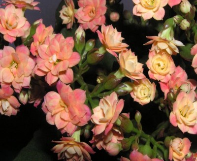 normal_flores%20004%7E0.jpg