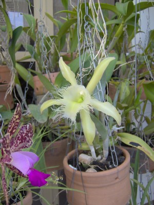 normal_flores%20015.jpg
