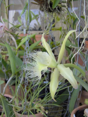 normal_flores%20017%7E0.jpg