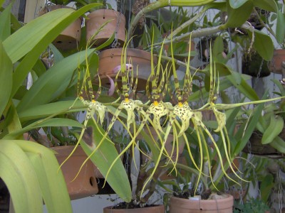 normal_flores%20024%7E0.jpg