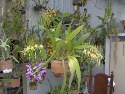 normal_flores%20028%7E0.jpg