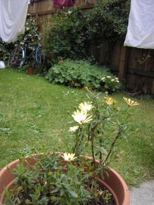 normal_flores%20040.jpg