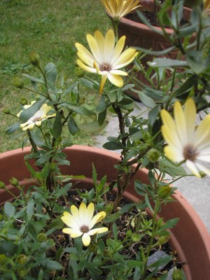 normal_flores%20041.jpg