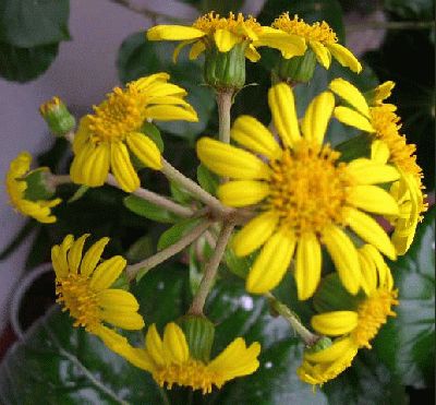normal_flores%20amarillas.jpg