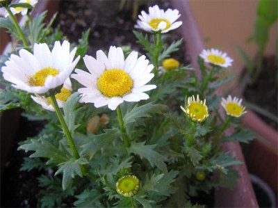normal_flores-marzo-007.jpg