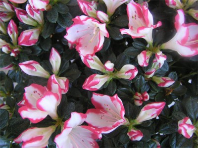 normal_flores-marzo-010.jpg
