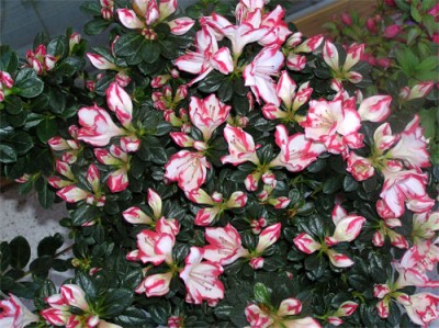 normal_flores-marzo-011.jpg