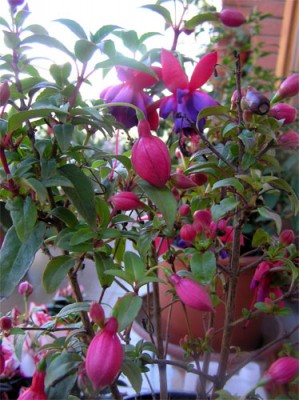 normal_flores-marzo-015%7E1.jpg